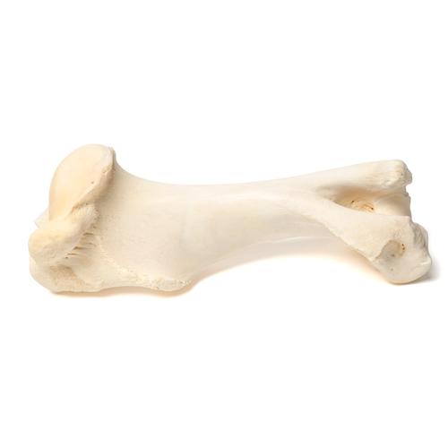 Huesos de cuartos delanteros de mamíferos, 1021066 [T30067], Osteología
