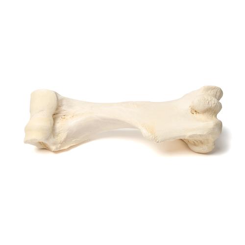 Плечевая кость млекопитающего, 1021066 [T30067], Кости и скелеты животных