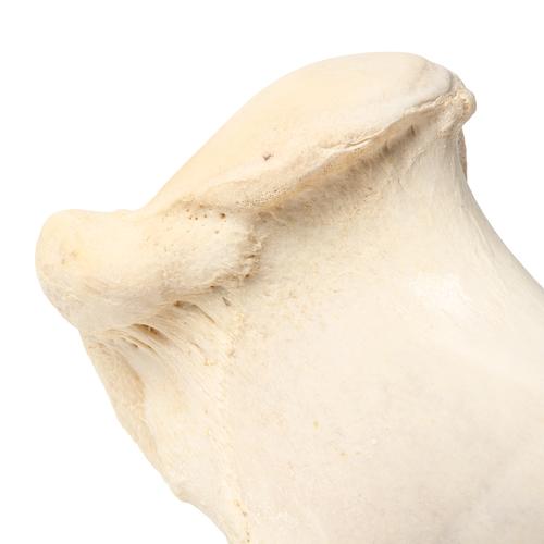 Mammalian humerus, 1021066 [T30067], Osteology