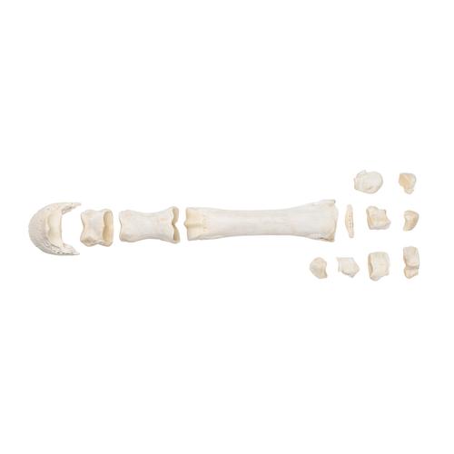 Horse metacarpal bones, 1021067 [T30068], Animal Models
