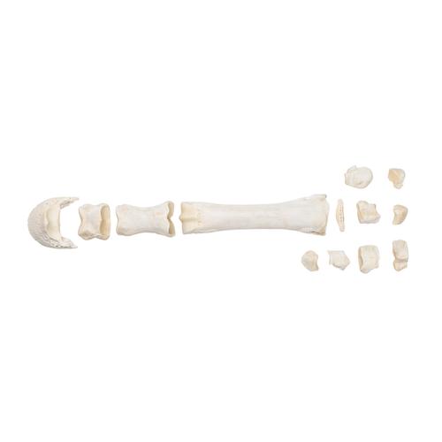 Huesos del metacarpo de caballo, 1021067 [T30068], Perisodáctilos (Perissodactyla)
