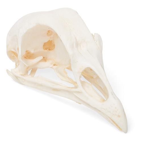 Chicken Skull (Gallus gallus domesticus), Specimen, 1020968 [T30070], 치과