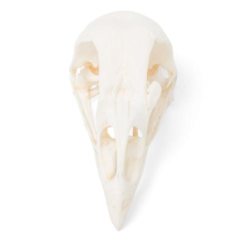 Chicken Skull (Gallus gallus domesticus), Specimen, 1020968 [T30070], Ornithology (Ornithology)