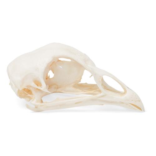 Cráneo de gallina (Gallus gallus domesticus), preparado, 1020968 [T30070], Estomatología