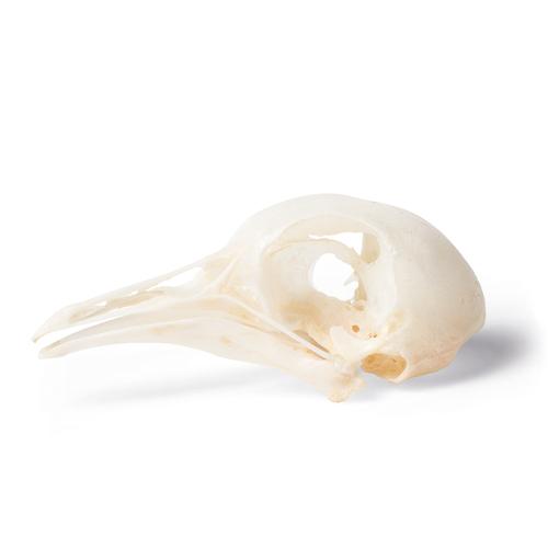 Cráneo de paloma (Columba livia domestica), preparado, 1020984 [T30071], Ornitología (aves)