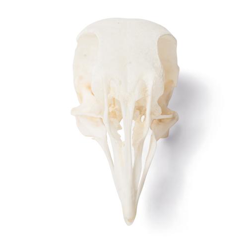 Cráneo de paloma (Columba livia domestica), preparado, 1020984 [T30071], Ornitología (aves)