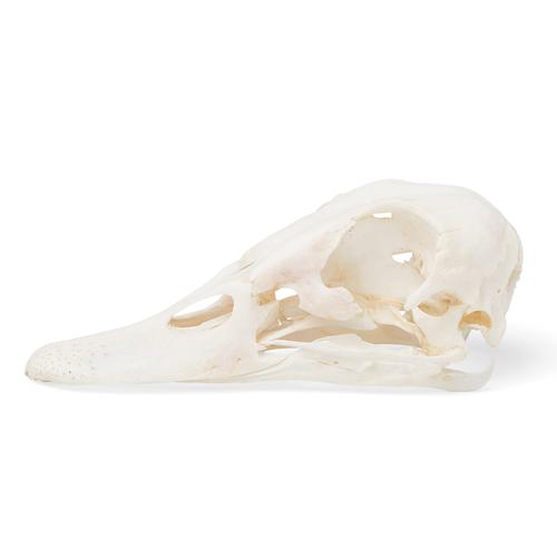 Crâne de canard (Anas platyrhynchos domestica), modèle prêparê, 1020981 [T30072], Oiseaux