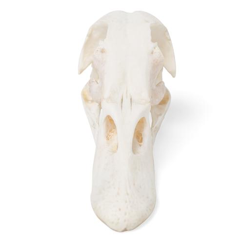 Crâne de canard (Anas platyrhynchos domestica), modèle prêparê, 1020981 [T30072], Stomatologie