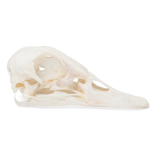 Cráneo de pato (Anas platyrhynchos domestica), preparado, 1020981 [T30072], Ornitología (aves)