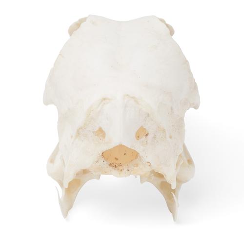 鸭颅骨，标本(Anas platyrhynchos ­domestica), 1020981 [T30072], 口腔