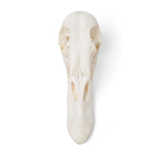 Cráneo de pato (Anas platyrhynchos domestica), preparado, 1020981 [T30072], Ornitología (aves)