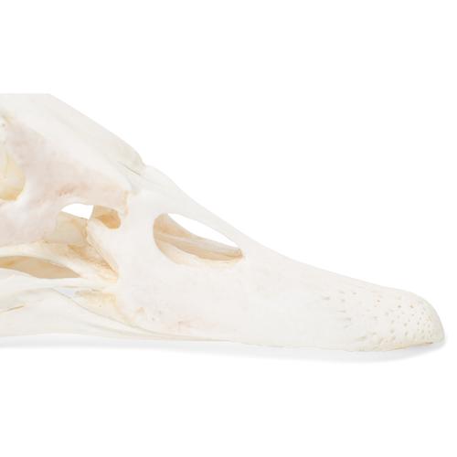Crâne de canard (Anas platyrhynchos domestica), modèle prêparê, 1020981 [T30072], Ornithologie (étude des oiseaux)