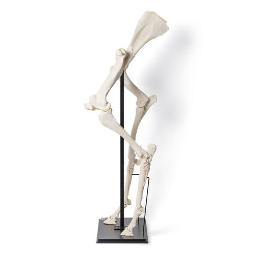 马前肢和后肢(家马)，标本, 1021052 [T30073], 骨学