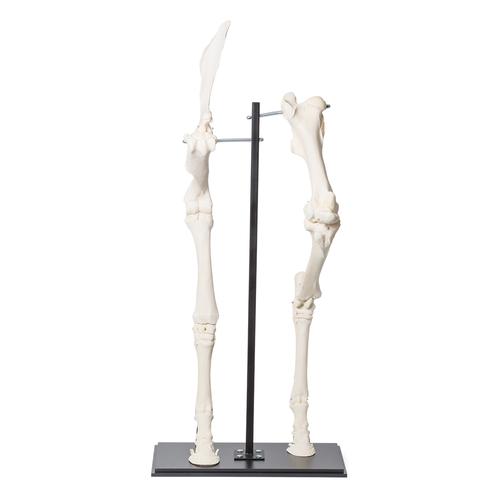 Pernas dianteiras e traseiras do cavalo (Equus ferus caballus), preparado, 1021052 [T30073], Osteologia