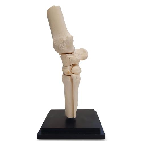 Horse carpal joint, 12 parts, 1023393 [T30074], 奇蹄动物