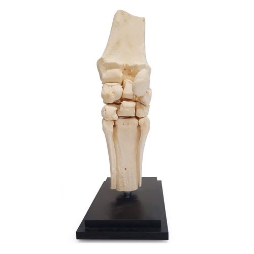 Horse carpal joint, 12 parts, 1023393 [T30074], Animal Models