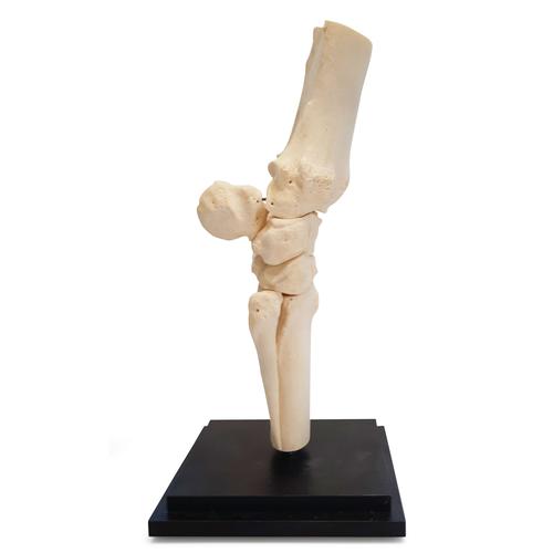 Horse carpal joint, 12 parts, 1023393 [T30074], 奇蹄动物