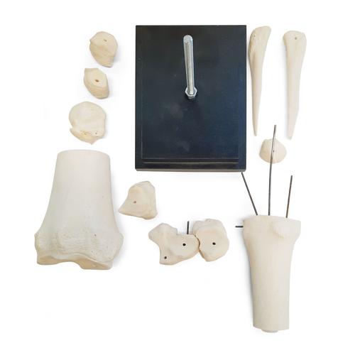 Pferd Karpalgelenk, 12 Teile, 1023393 [T30074], Tiermodelle