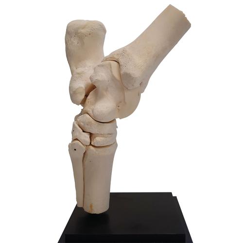 Horse tarsal joint, 10 parts, 1023394 [T30075], 奇蹄动物