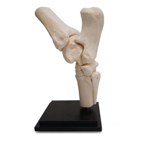 Pferd Tarsalgelenk, 10 Teile, 1023394 [T30075], Tiermodelle