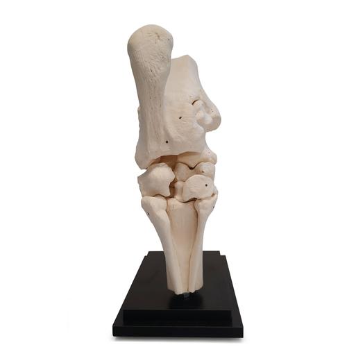 Horse tarsal joint, 10 parts, 1023394 [T30075], 奇蹄动物