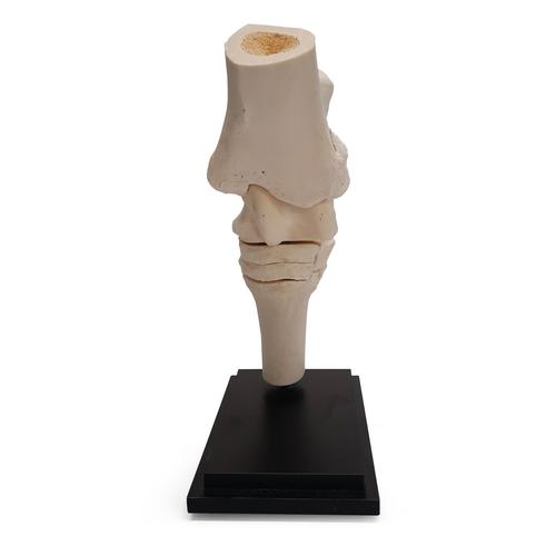 Pferd Tarsalgelenk, 10 Teile, 1023394 [T30075], Tiermodelle