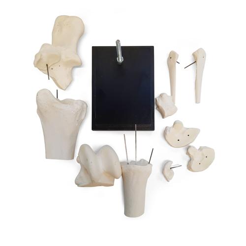 Pferd Tarsalgelenk, 10 Teile, 1023394 [T30075], Tiermodelle