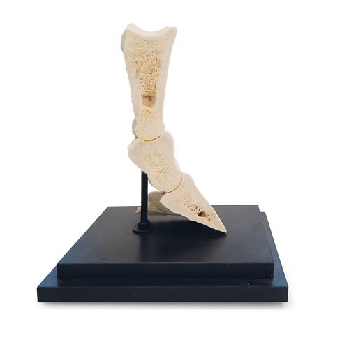 Horse pastern, longitudinal section, 1023395 [T30076], Animal Models