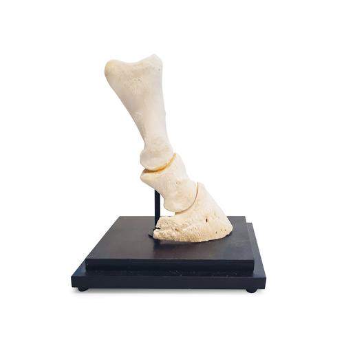 Metacarpos de cavalo, seção longitudinal, 1023395 [T30076], Osteologia