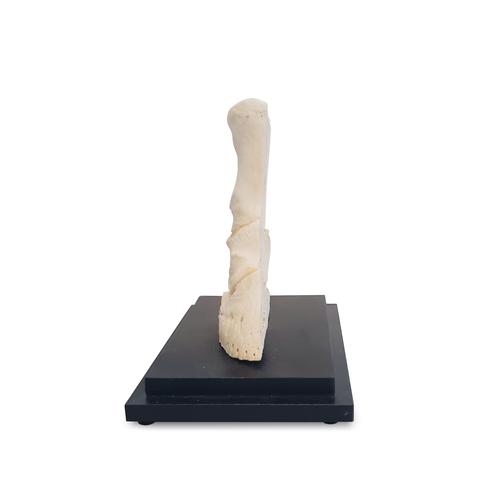 Horse pastern, longitudinal section, 1023395 [T30076], Animal Models
