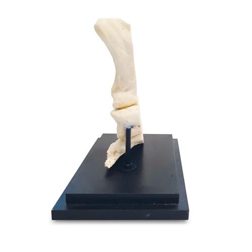Horse pastern, longitudinal section, 1023395 [T30076], Osteology