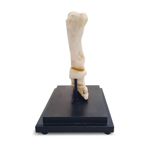 Horse pastern, longitudinal section, 1023395 [T30076], Osteology