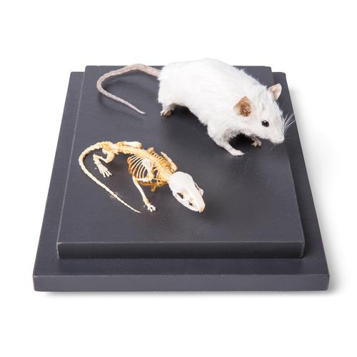 Ratón y esqueleto de ratón (Mus musculus) en vitrina, preparados, 1021039 [T310011], Roedores (Rodentia)