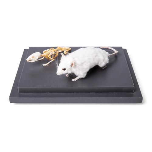 Ratón y esqueleto de ratón (Mus musculus) en vitrina, preparados, 1021039 [T310011], Animales pequeños