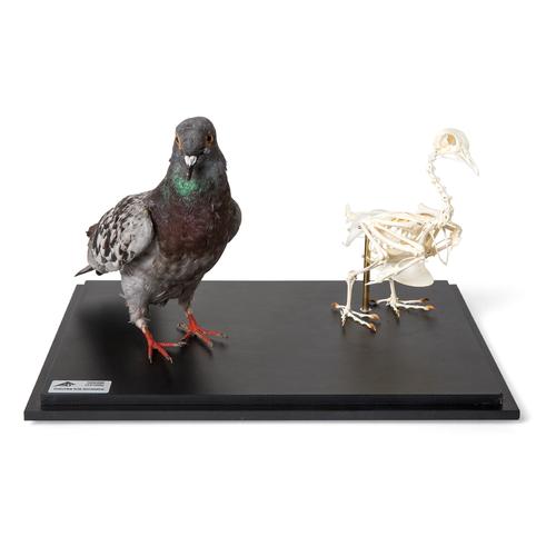 Pigeon et squelette de pigeon (Columba livia domestica), sous couvercle de protection transparent, modèles prêparês, 1021040 [T310051], Ornithologie (étude des oiseaux)