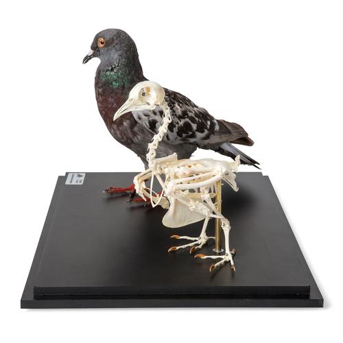 Piccione e scheletro di piccione (Columba livia domestica), in vetrina, preparato, 1021040 [T310051], Ricambi
