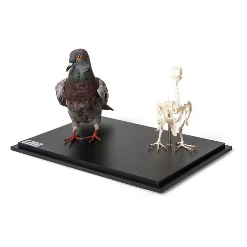 Pombo e esqueleto de pombo (Columba livia domestica), em vitrine, preparados, 1021040 [T310051], Peças de reposição