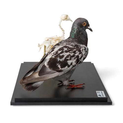 Pigeon et squelette de pigeon (Columba livia domestica), sous couvercle de protection transparent, modèles prêparês, 1021040 [T310051], Ornithologie (étude des oiseaux)