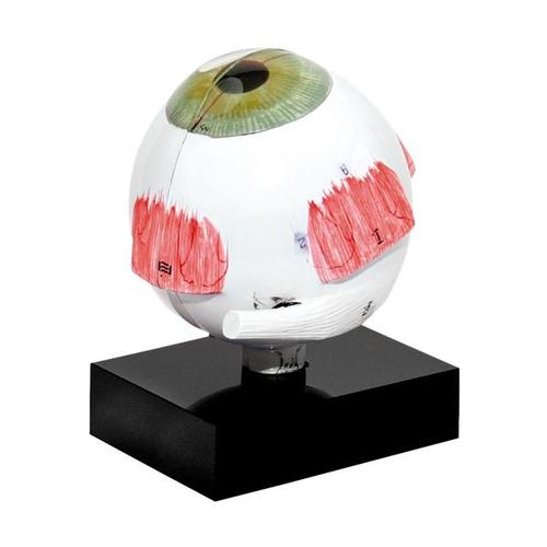 Mod&egrave;le d'&oelig;il pour biom&eacute;trie par ultrasons, 1012869 [U10018], Composants Biom&eacute;trie