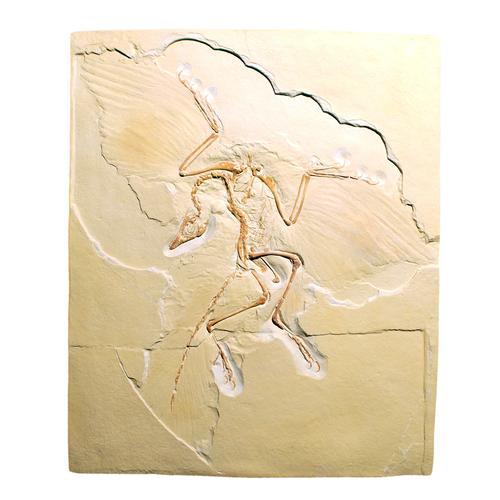 Archaeopteryx lithographica, Replica, 1018509 [U75005], Fossils
