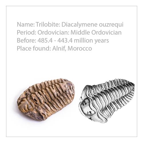 Stratigraphic collection 40 fossils, 1018513 [U75025], Paleontology