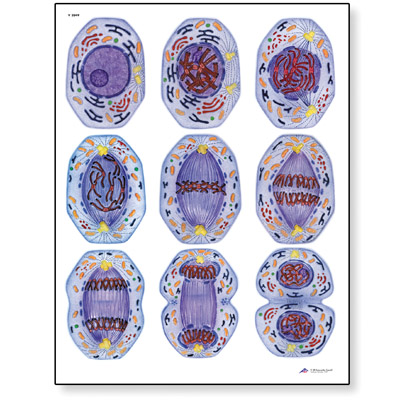 Mitosis STICKYchart™ 
, V12049S, Cell Divisions