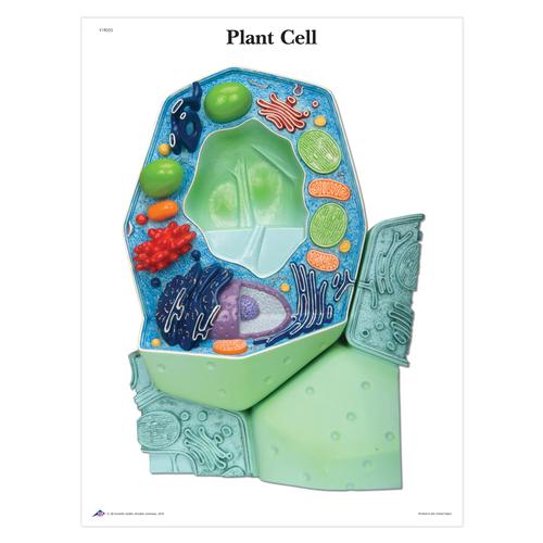 The Plant Cell STICKYchart™, V1R05S, Cell Genetics
