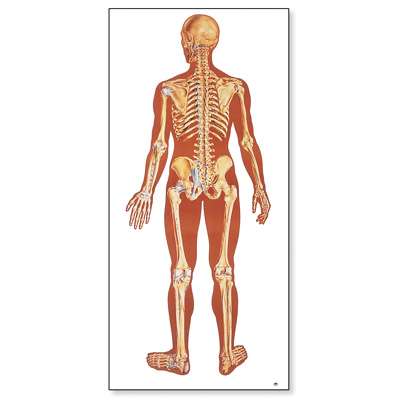 El Esqueleto Humana, con ligamentos posterior, 1000012 [V2002M], Sistema Esquelético