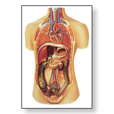 Body Organ Chart