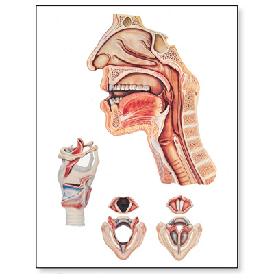 Anatomy Chart Organs