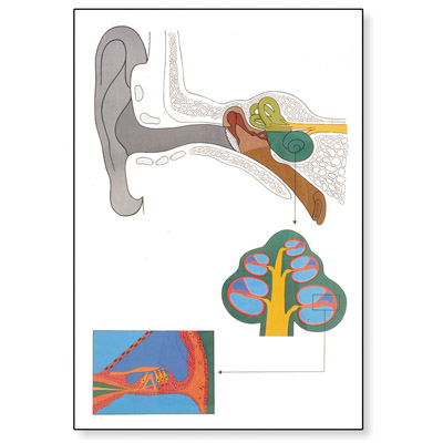 Human Ear Chart, 4006520 [V2010U], Ear, Nose and Throat (ENT)