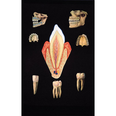 Dentição de Saudável, 4006524 [V2016U], Dentes