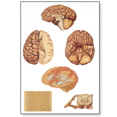 Le système nerveux central humain, 4006536 [V2034U], Cerveau et système nerveux