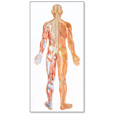 Muscle Chart Front And Back